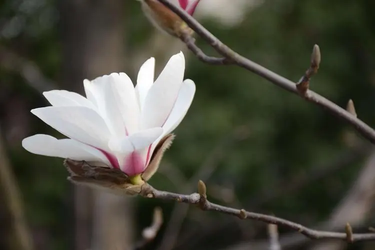 玉蘭花花瓣有幾瓣？用途價值也非凡