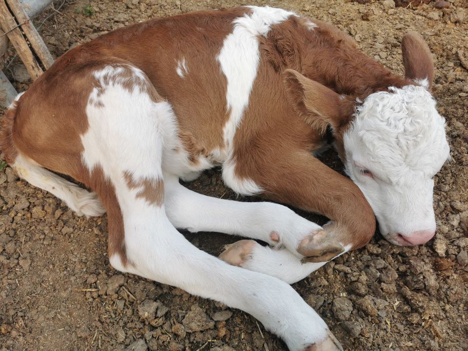 飼養(yǎng)新生牛犢必看：不吃奶的解決方法及日常注意事項(xiàng)