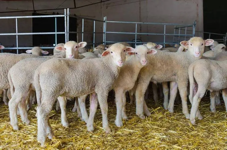 全精料育肥羊，高效養殖模式輕松提升肉質與經濟效益