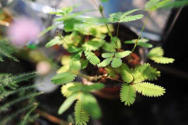 四季不停變換的含羞草是常綠植物還是落葉植物？