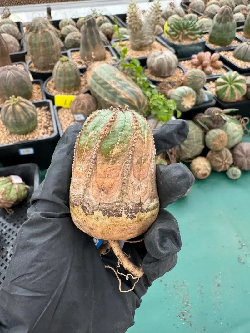 布紋球-南非珍稀多肉品種，獨特裂紋成就非凡價值