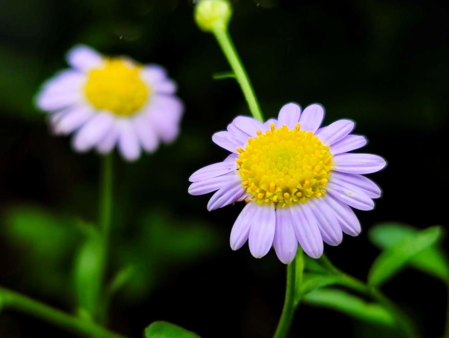 馬蘭菊開花是什么顏色，打造庭院中的紫色花海