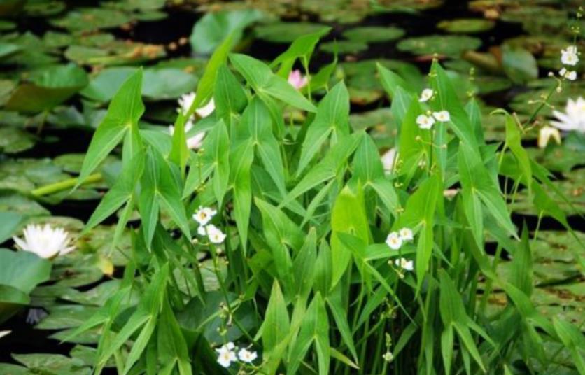 慈菇是什么植物，怎么養(yǎng)殖長(zhǎng)得好？