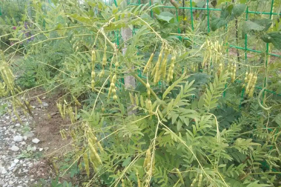 苦參種植不求人，詳細步驟助你成功種植這味珍貴藥材